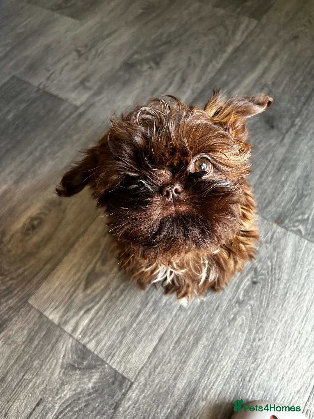 Shih Tzu dogs for sale: Only one KC imperial boy left !  - Advert 1