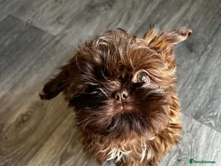 Shih Tzu dogs Only one KC imperial boy left ! - Advert 1