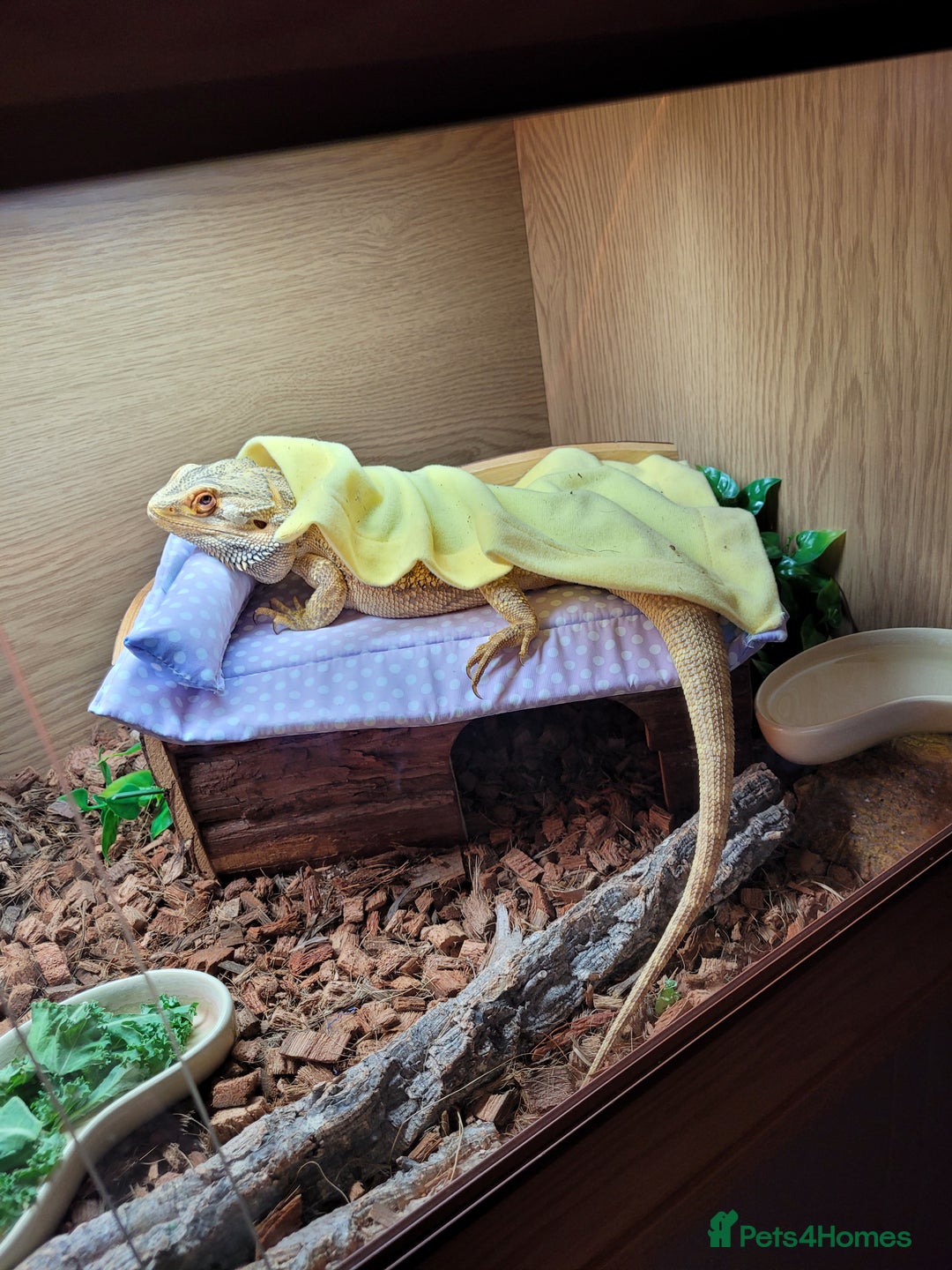 Bearded Dragon reptiles for sale: 2 year old bearded dragon - Image 4