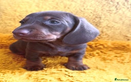 Dachshund dogs for sale: dachshund puppies  - Image 22