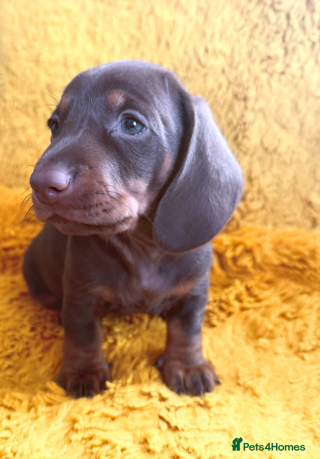 Dachshund dogs for sale: dachshund puppies  - Image 22