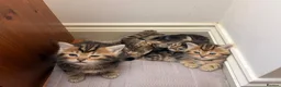 Persian cats for sale: 5 Persian X kittens available from 9th May - Advert 23