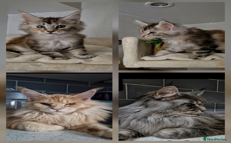 Maine Coon cats - Advert 7