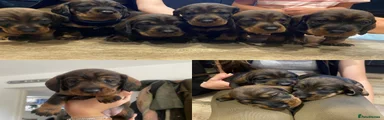 Dachshund 5
