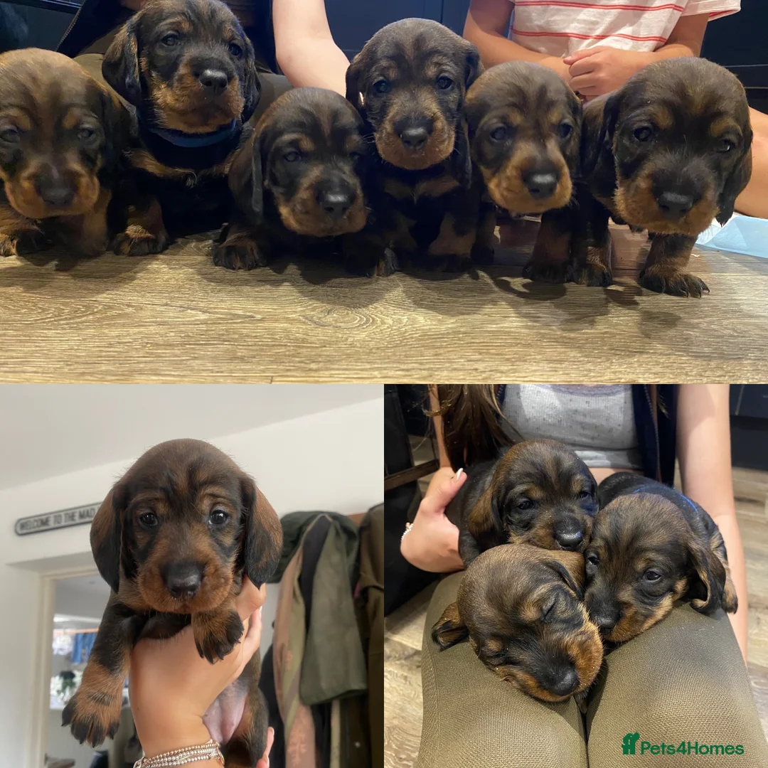 Dachshund dogs for sale: KC registered wirehaired Teckel puppies  in Carnforth - Advert 2