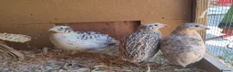 Quail poultry for sale: coturnix (Japanese) hatching eggs - Advert 7