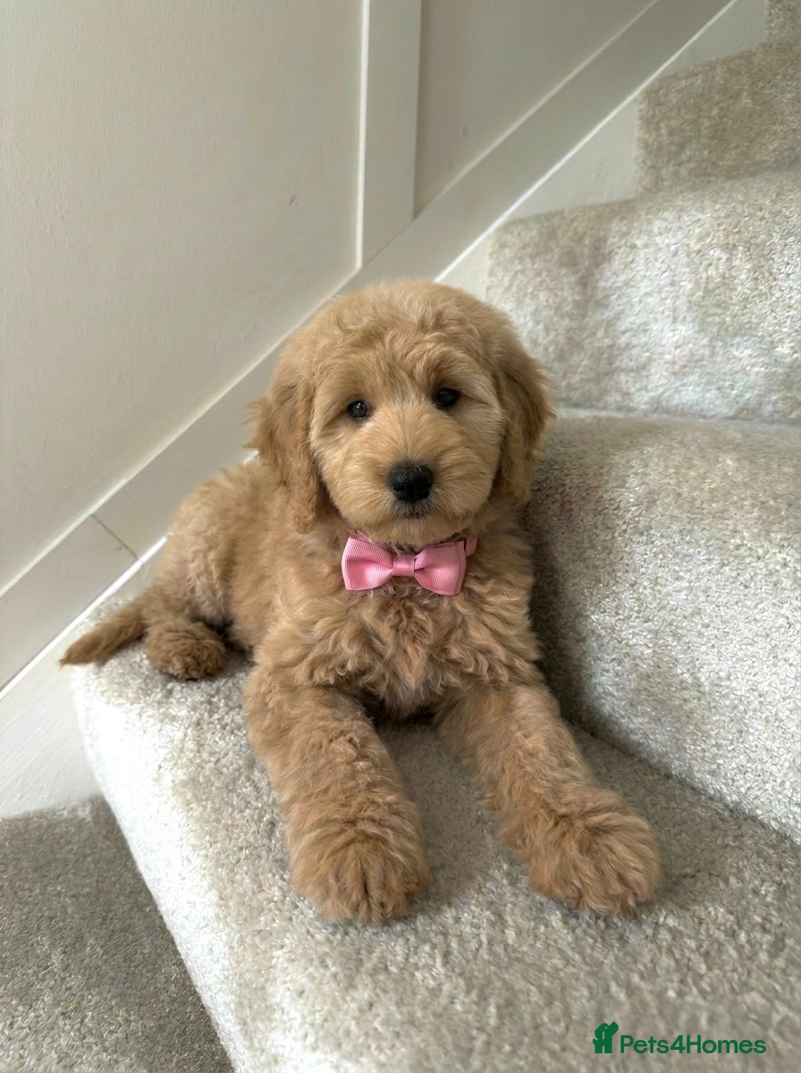 Australian Labradoodle dogs 🌟 Australian Labradoodle Puppies  🌟 - Advert 2