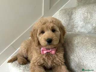 Australian Labradoodle dogs 🌟 Australian Labradoodle Puppies 🌟 - Advert 17