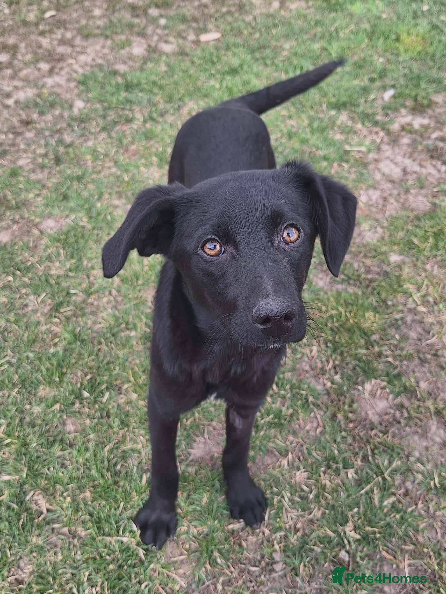 Mixed Breed dogs Espresso for adoption - Advert 3