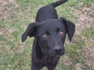 Mixed Breed dogs Espresso for adoption - Advert 3