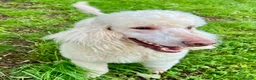 Standard Poodle dogs for sale: KC reg apricot standard poodle boy - Advert 7