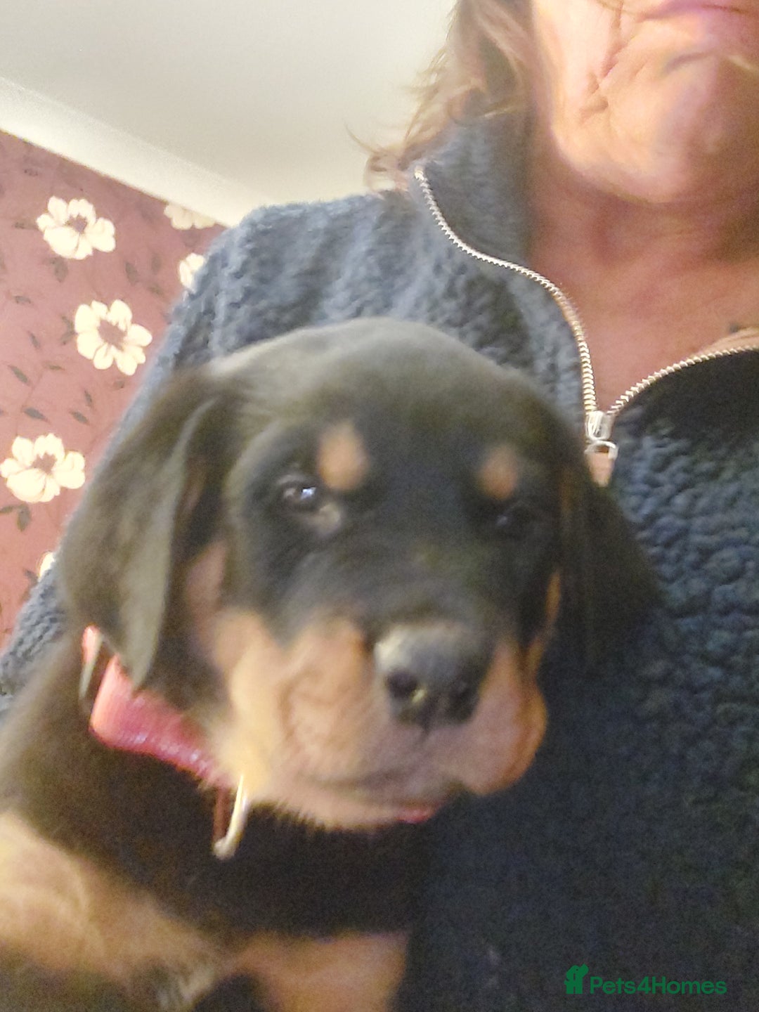 Rottweiler dogs for sale: Kc registered chunky pups - Advert 12