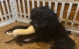 Cockapoo dogs for sale: Cockerpoo puppys - Image 6