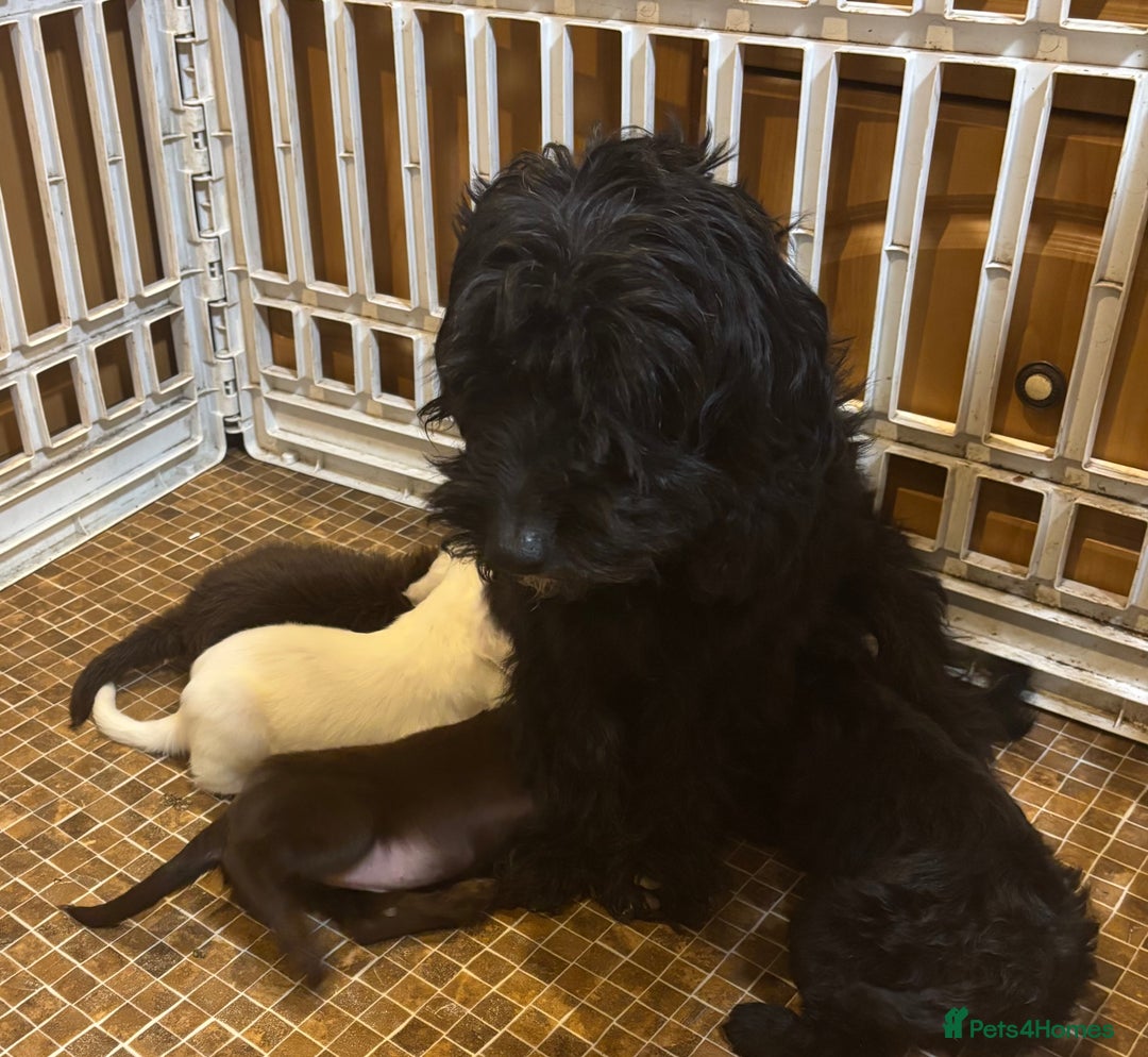 Cockapoo dogs for sale: Cockerpoo puppys - Image 6