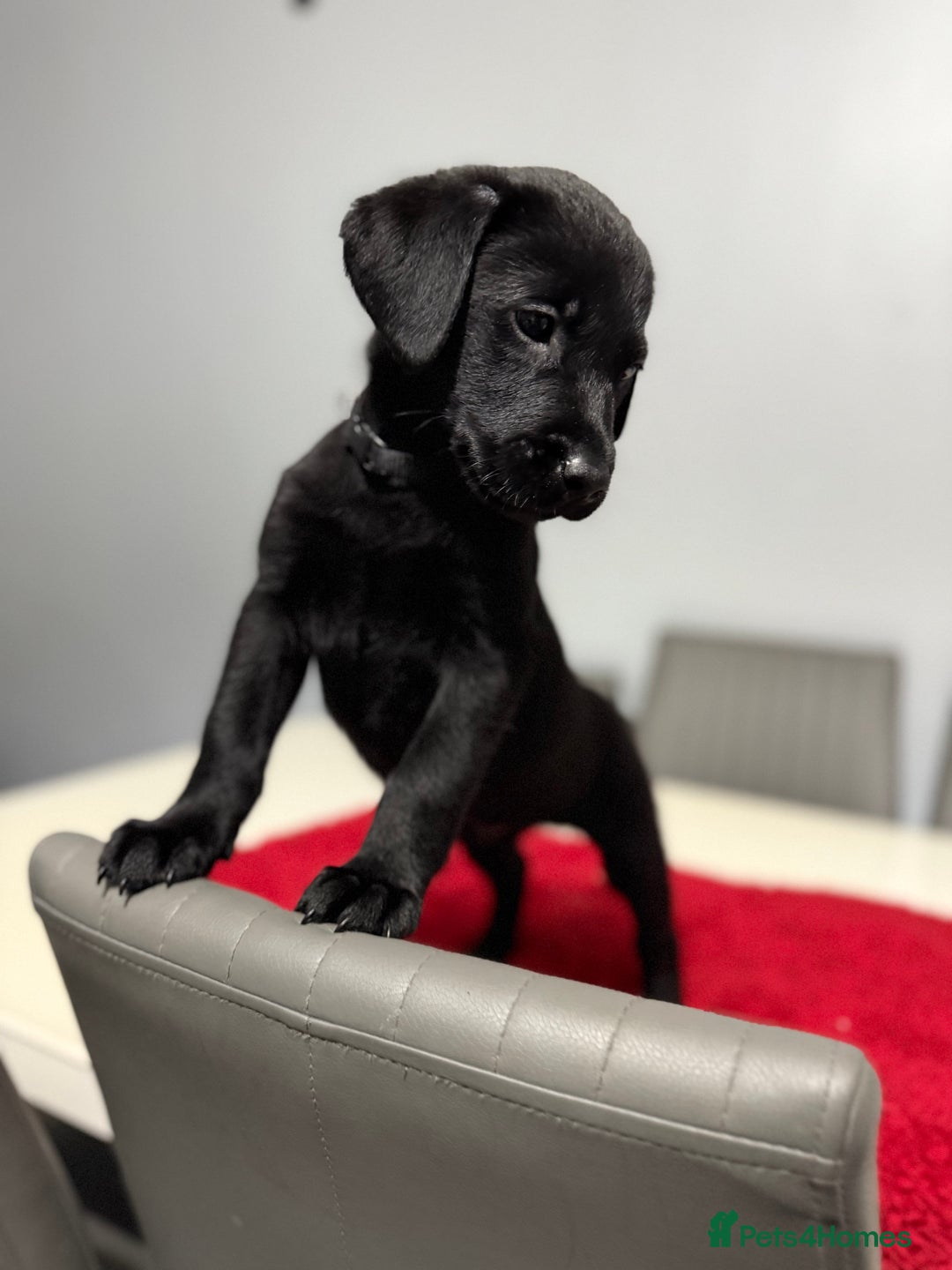 Labrador Retriever dogs for sale: LAST 3 LABRADOR PUPPIES AVAILABLE — READY NOW! - Advert 14
