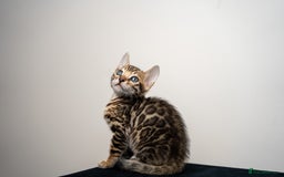 Bengal cats for sale: TICA-Certified Bengal Kittens, Show Quality - Image 27