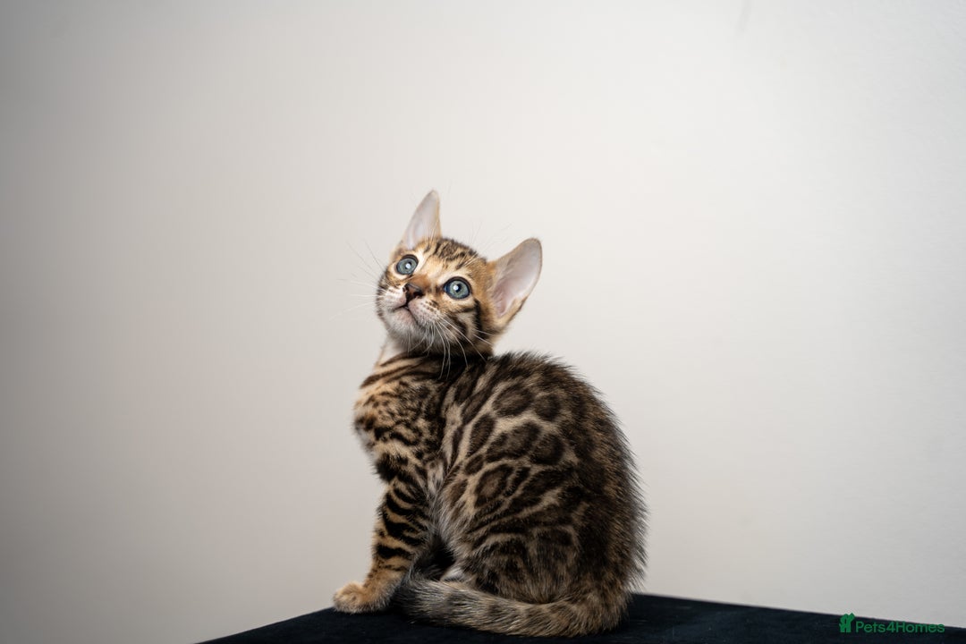 Bengal cats for sale: TICA-Certified Bengal Kittens, Show Quality - Image 27