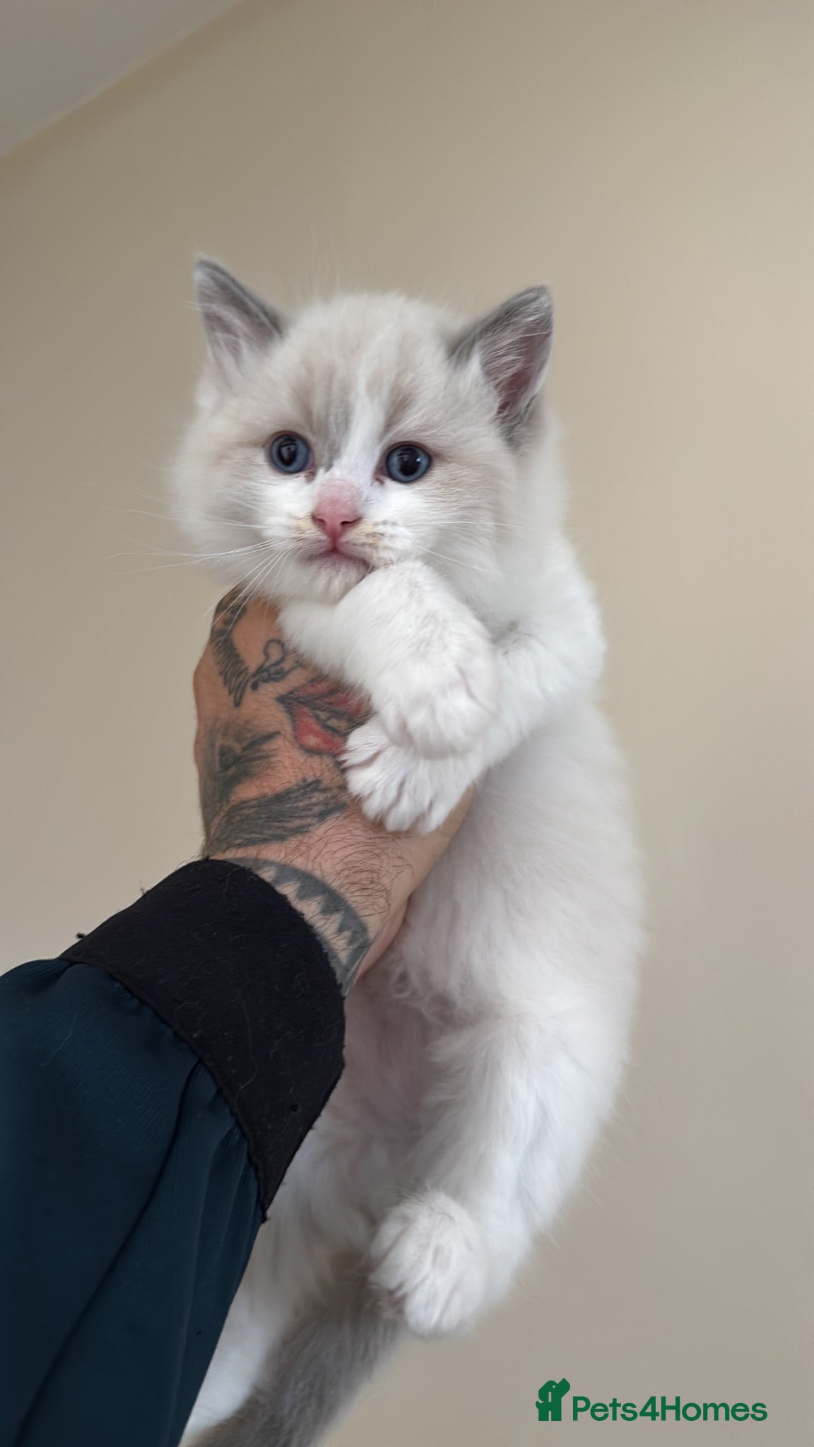 Ragdoll cats Gorgeous Ragdoll Kittens Looking for Loving Homes - Advert 2