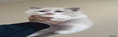 Gray Collar