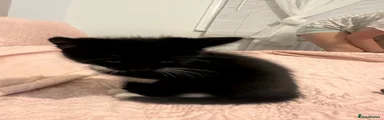 Mixed Breed 3