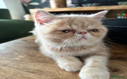 Exotic cats for sale: Last one Gorgeous Exotic boy ready now  - Image 12