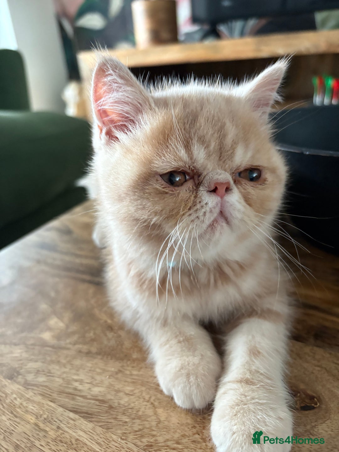 Exotic cats for sale: Last one Gorgeous Exotic boy ready now  - Image 12
