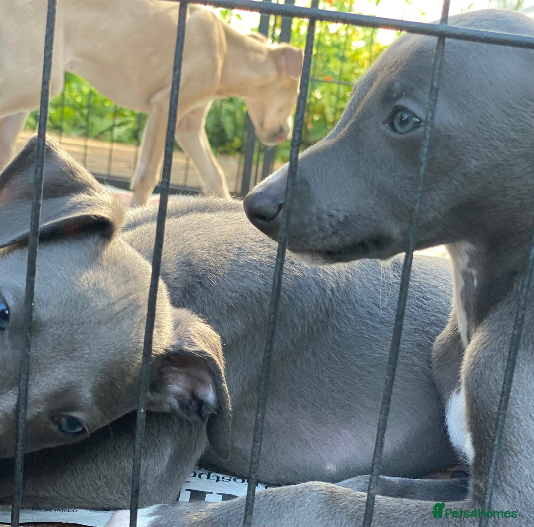 Whippet dogs for sale: 2 whippet puppies remaining ready for new homes - Image 21