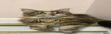 Maine Coon 2