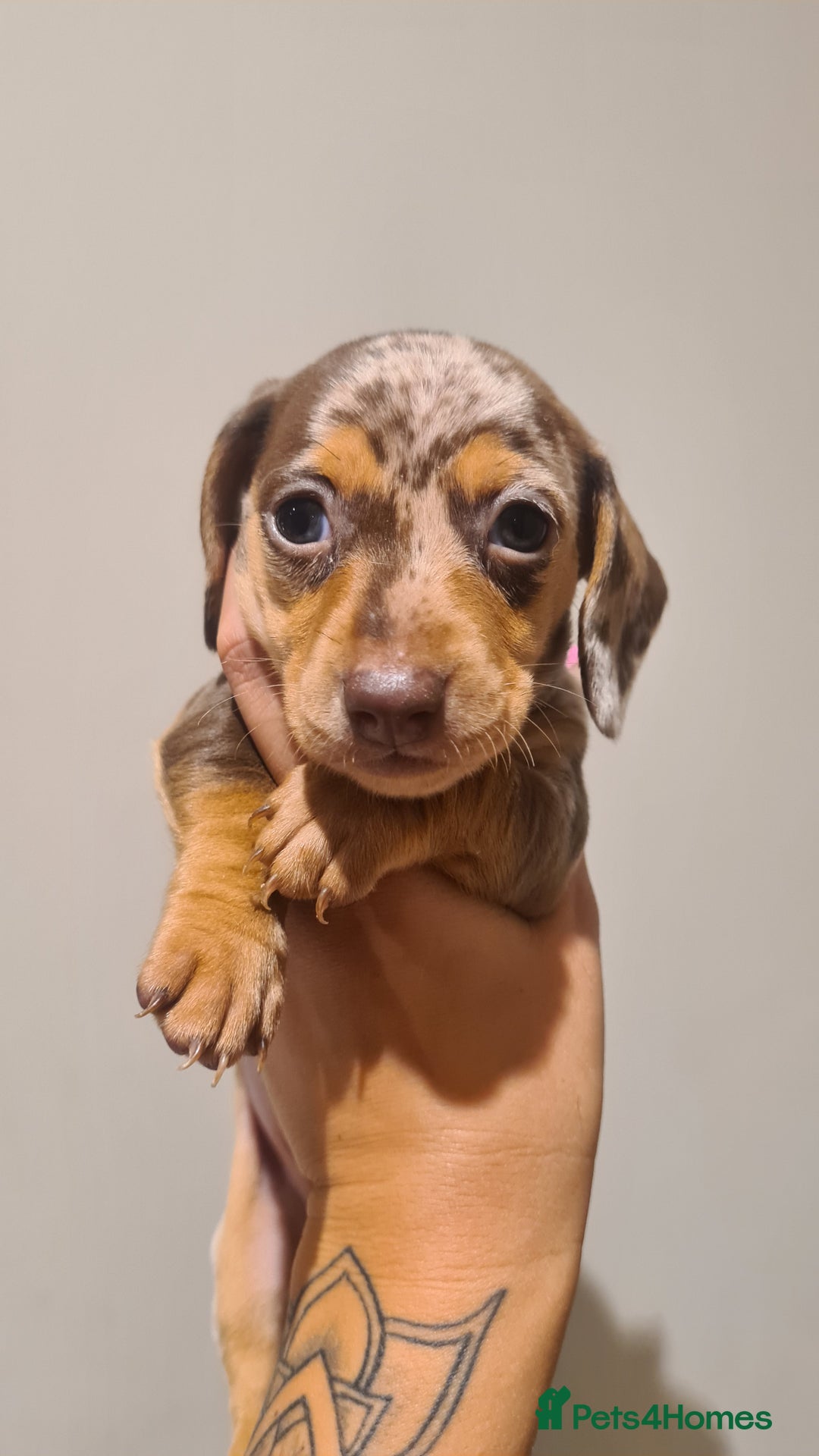 Miniature Dachshund dogs for sale: Smooth haired daxies available 3boys 3 girls - Image 6