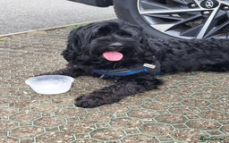 Cockapoo dogs for stud: F1 black male cockerpoo for stud. 3yrs old.  - Image 2