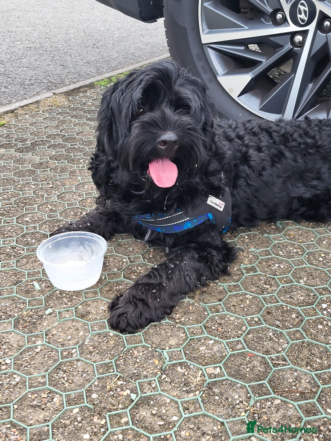 Cockapoo dogs for stud: F1 black male cockerpoo for stud. 3yrs old.  - Image 2