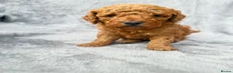 Cavapoo dogs for sale: 💙 Stunning F1B Deep Red Toy Cavapoo’s 💙 in Newark - Advert 20