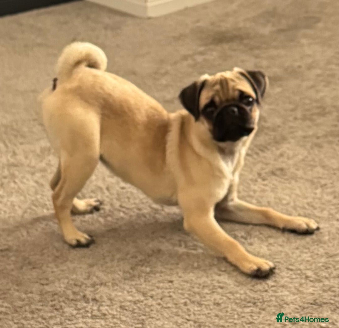 Pug dogs for sale: FAWN PUG PUPPY GIRL - Image 6