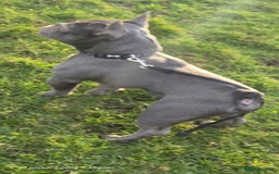 French Bulldog dogs for sale: French bulldog  - Image 12