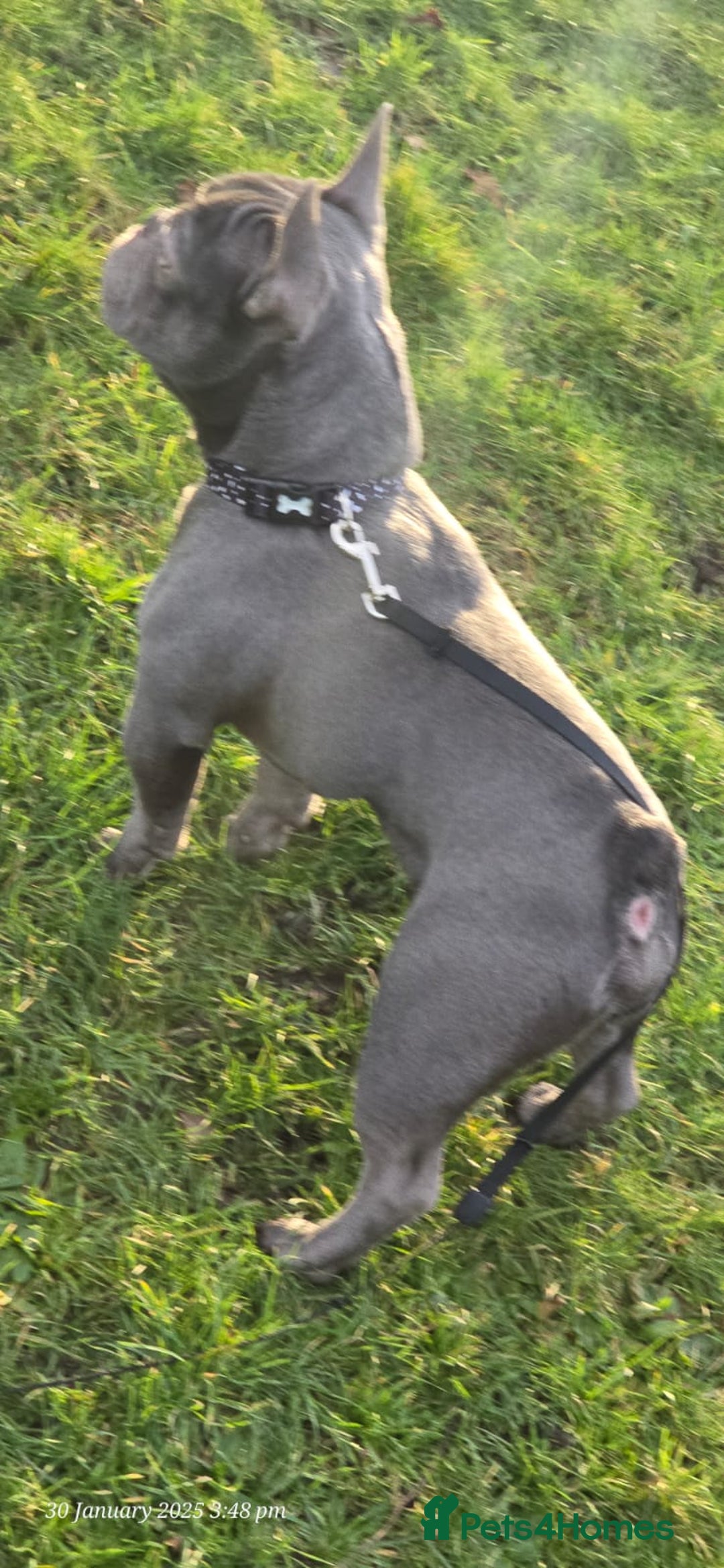 French Bulldog dogs for sale: French bulldog  - Image 12