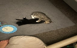 Bengal cats for sale: 2 gorgeous male half bengal kittens 😺  - Image 3