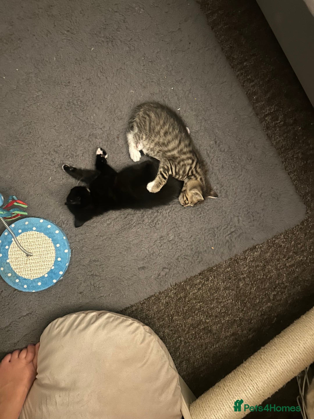 Bengal cats for sale: 2 gorgeous male half bengal kittens 😺  - Image 3