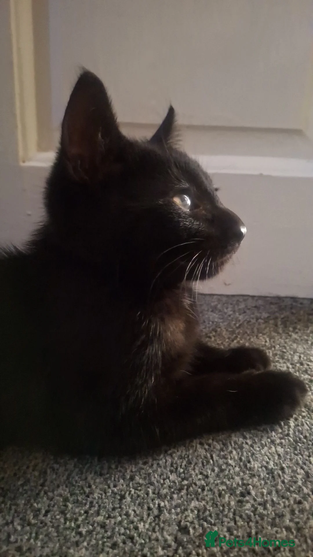 Mixed Breed cats for sale: Male mixed tabby cat 11weeks - Advert 5