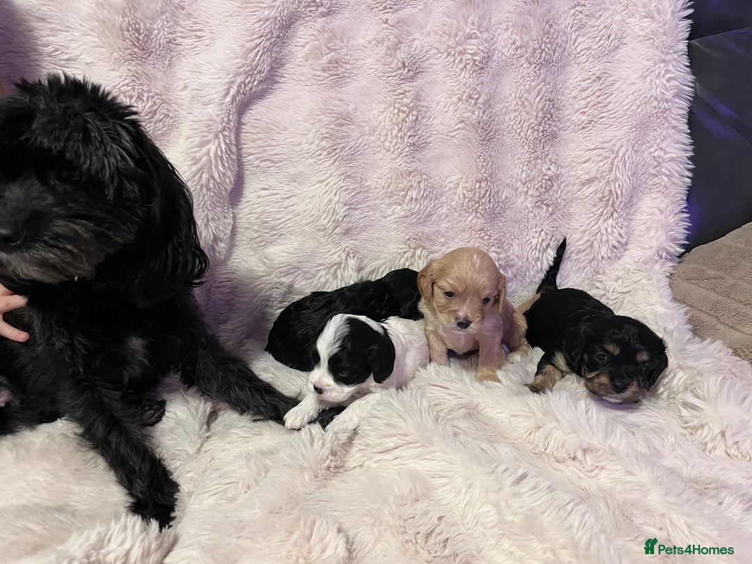 Cavapoo dogs for sale: STUNNING F1b REVERSE Cavapoos - Advert 3