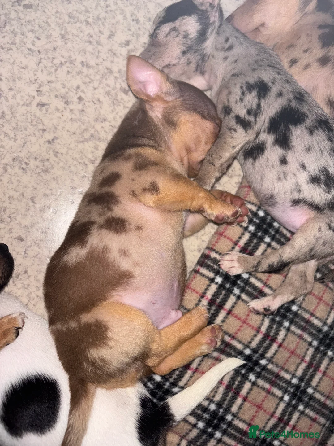 Jack Russell dogs for sale: Full jack russell puppies  - Advert 12