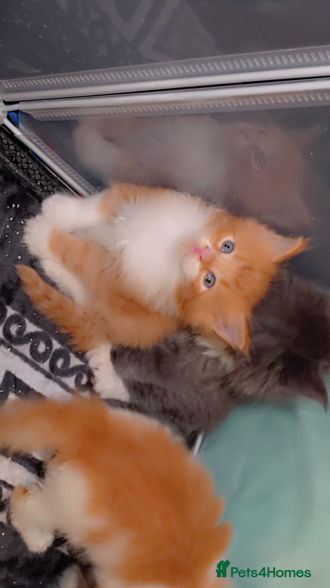 Maine Coon cats for sale: Rare red and white bicolor lMaincoon ready now  - Advert 13