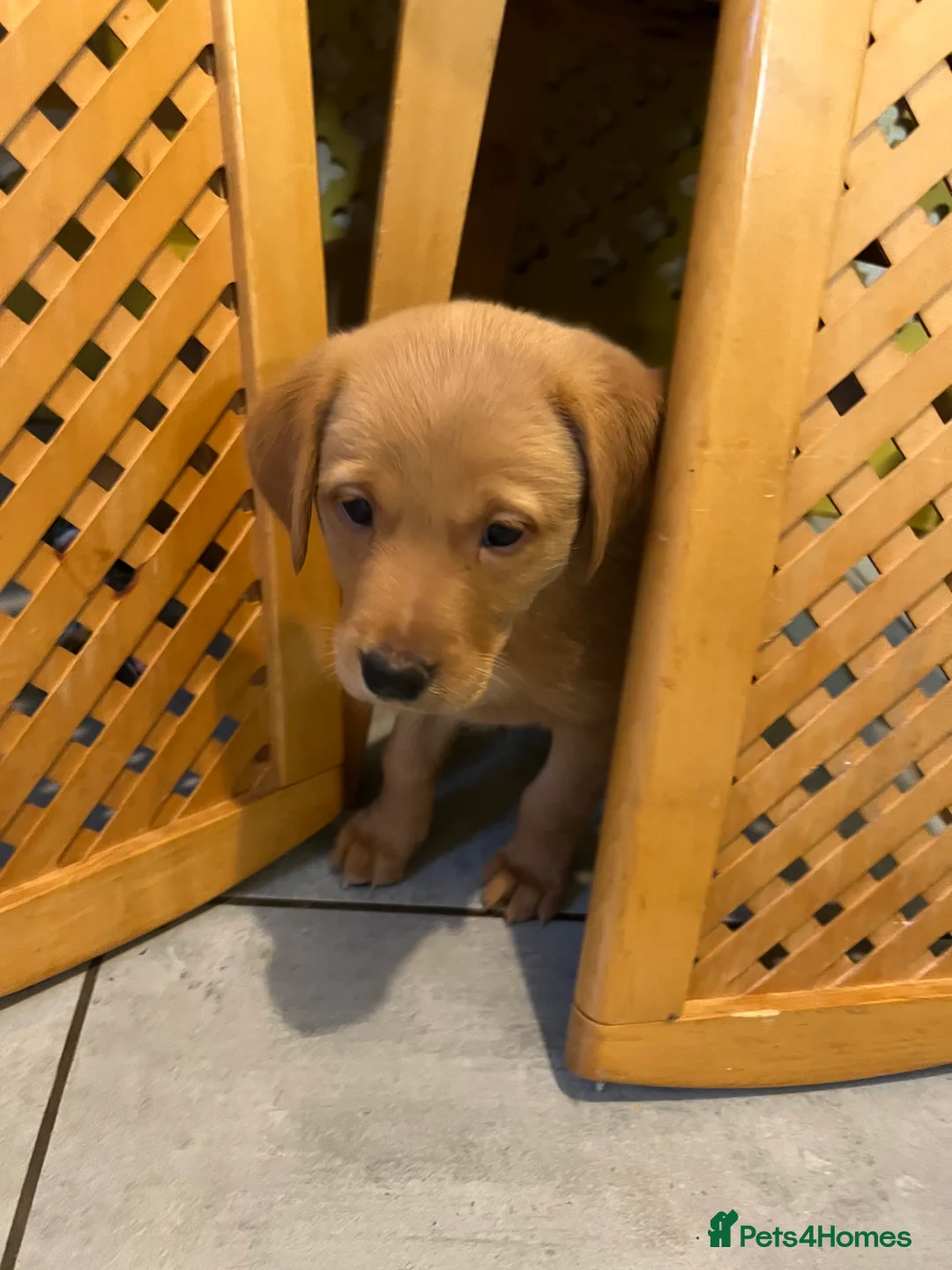 Labrador Retriever dogs for sale: Only one left KC Fox Red Labrador Puppies - Advert 2