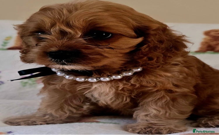 Cavapoo dogs - Advert 12