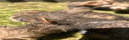 Ferret rodents for sale: Baby Ferret - Advert 11