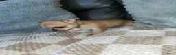Chihuahua dogs for sale: Chihuahua puppies  - Advert 5