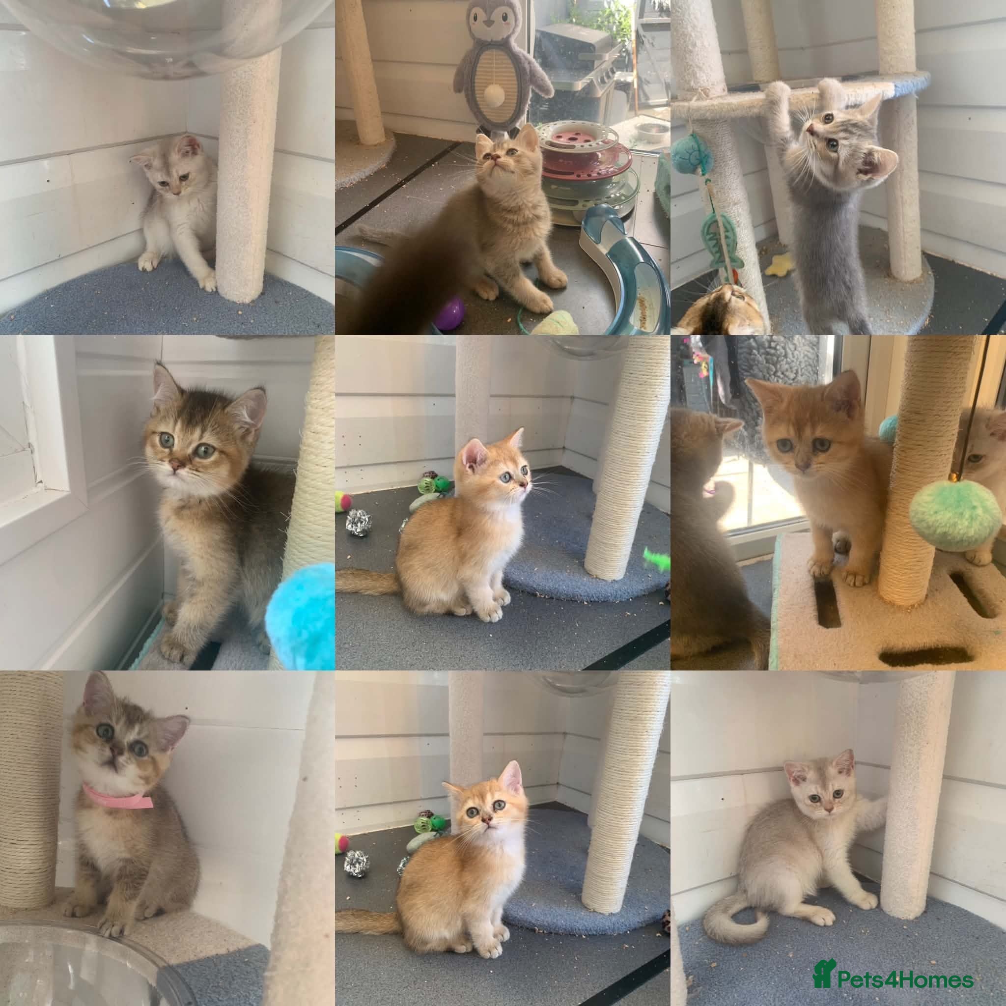 British Shorthair cats BSH Pedigree Rare Shaded 11 Weeks Old  - Advert 1
