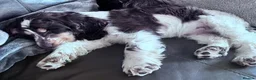 Cocker Spaniel dogs for sale: KC SHOW COCKER Spaniel female  - Advert 2