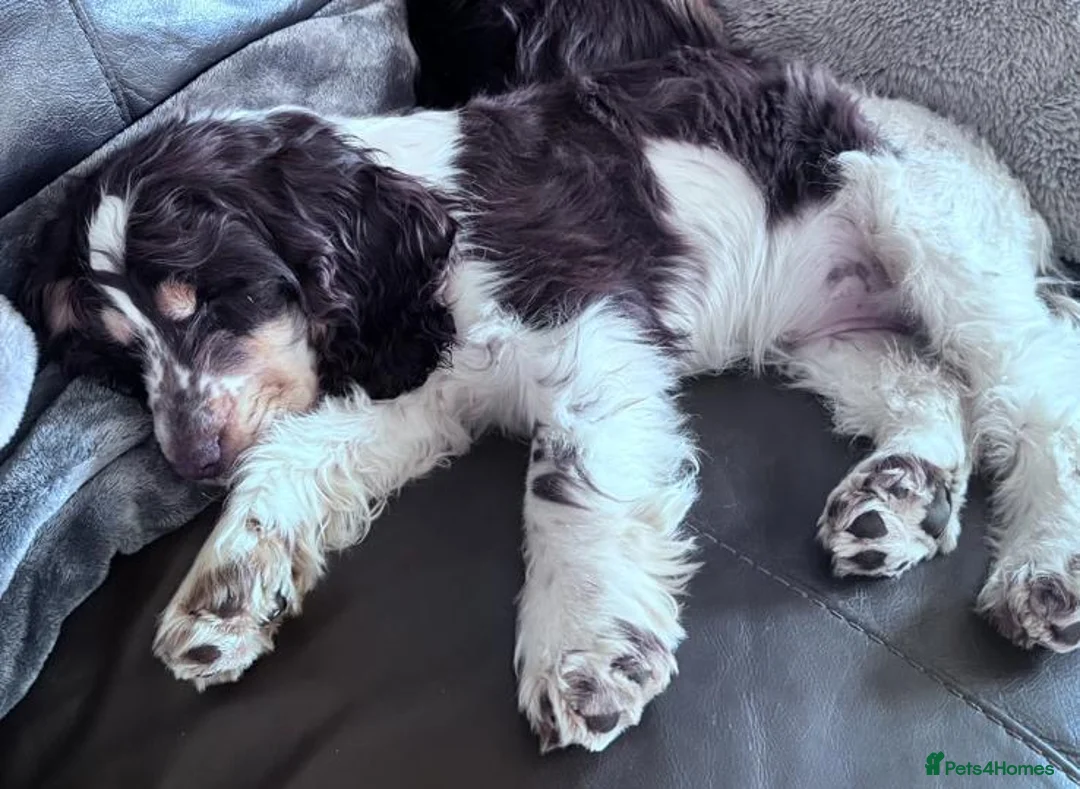 Cocker Spaniel dogs for sale: KC SHOW COCKER Spaniel female  - Advert 2