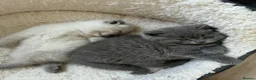 Scottish Fold cats for sale: Beautiful Scottish Fold Kittens - Advert 16