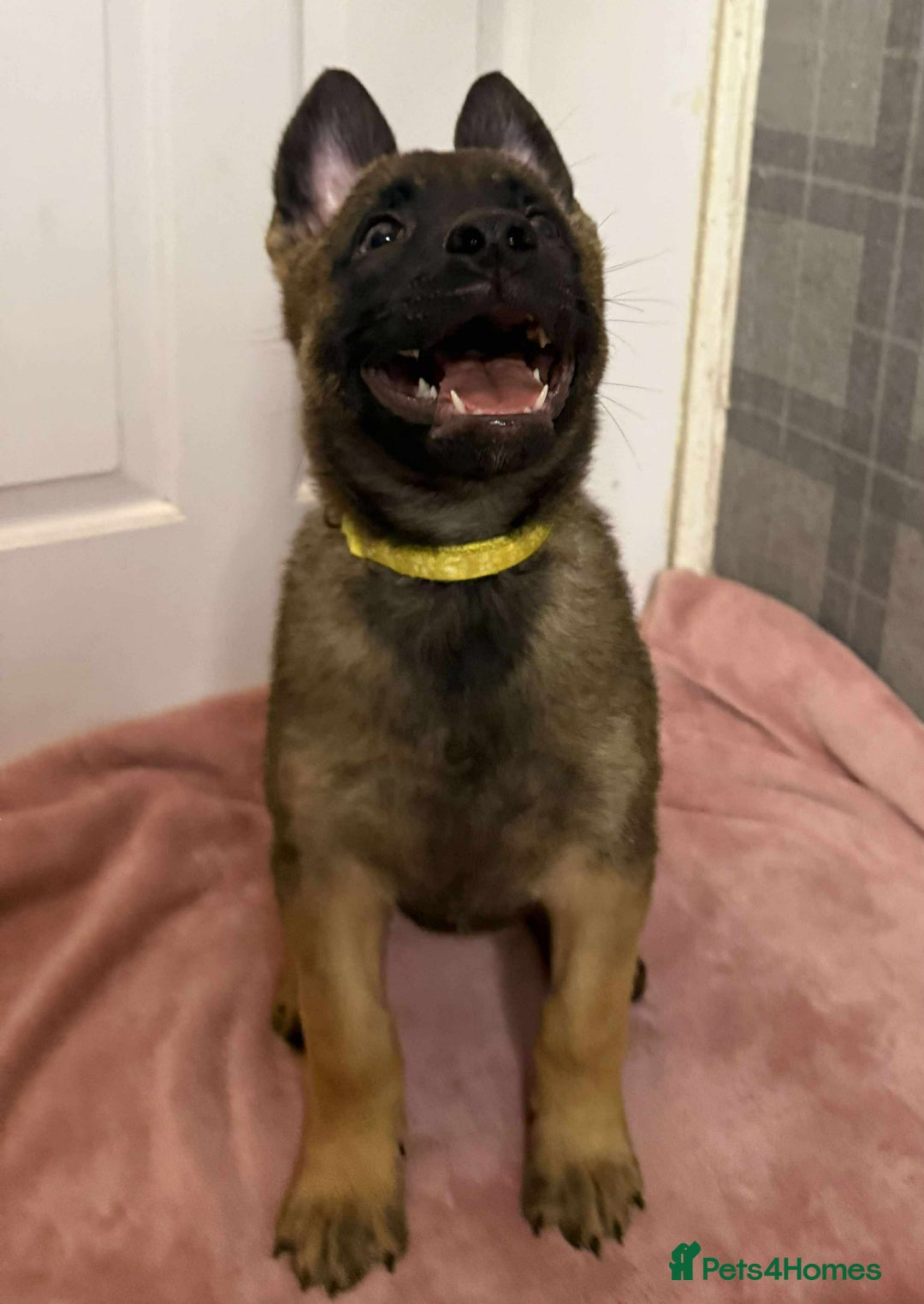 Belgian Shepherd Dog dogs for sale: 2 male puppies  - Advert 4